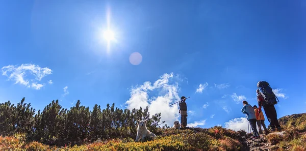 Turistler ve köpekler dağlarda çobanları — Stok fotoğraf