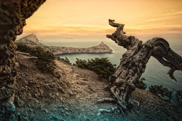 Мертвое дерево в горах у моря — стоковое фото