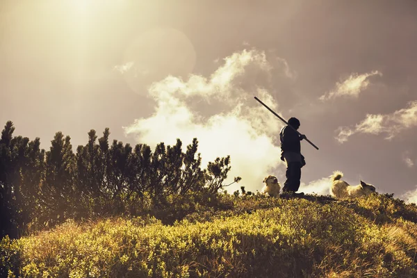 Shepherd boy and his dogs in the mountains — Stock Photo, Image