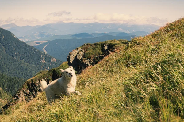 Hond assistent van de herder in de Karpaten gebergte Rechtenvrije Stockfoto's