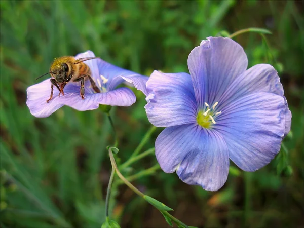 Abelha em flor azul — Fotografia de Stock