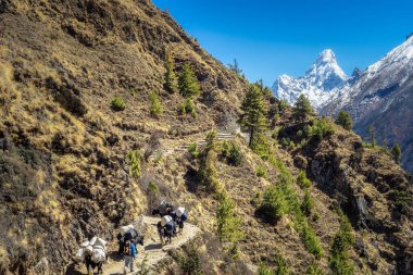 Yaki, Everest, Himalayalar ve Nepal 'deki ana kampa bir şeyler götürmeye yardım ediyor.