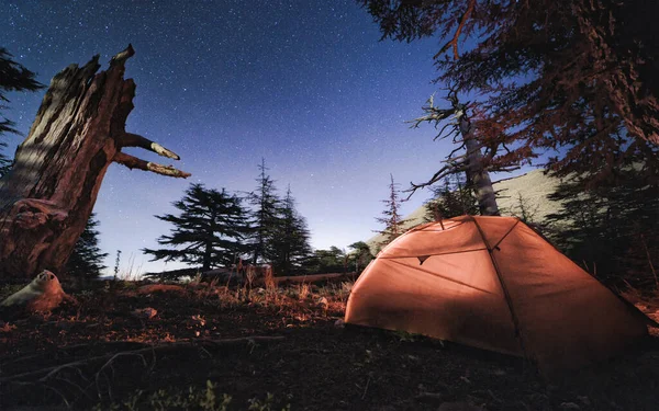 Лагерь под звездным небом среди кедровых деревьев, горный хребет Тахтал. — стоковое фото