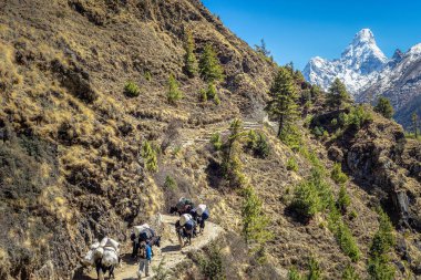 Yaki, Everest, Himalayalar ve Nepal 'deki ana kampa bir şeyler götürmeye yardım ediyor.