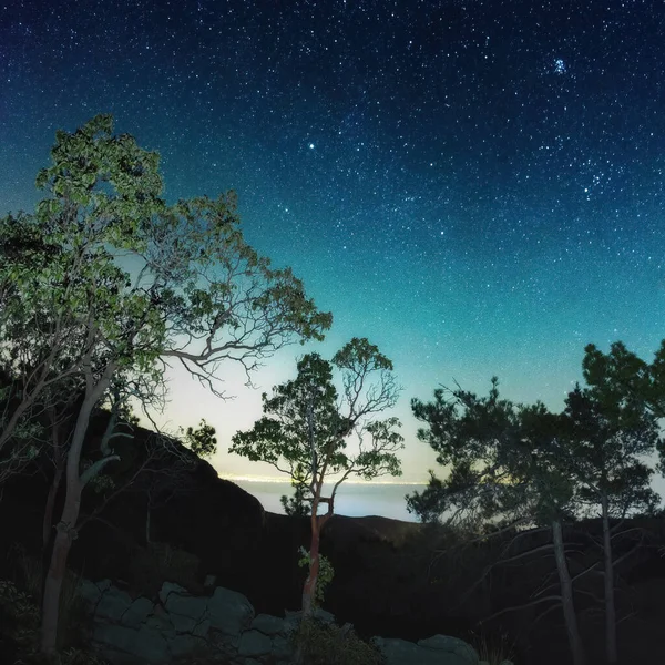 Beautiful trees under the starry sky in Goynuk Canyon , Turkey — Foto Stock