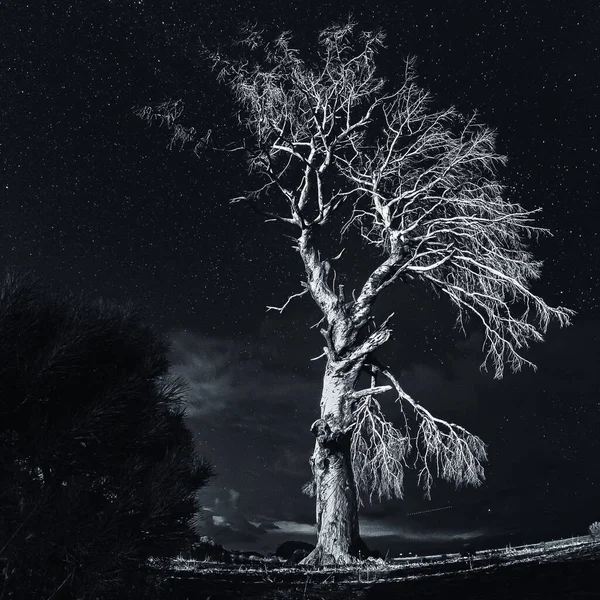 Dead tree under night stars on coast of Cirali, Antalya Province, Turkey — Foto Stock