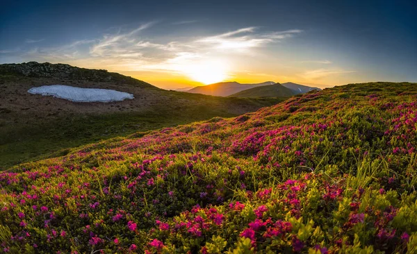 Vilda Blommor Karpaterna Och Solnedgången — Stockfoto