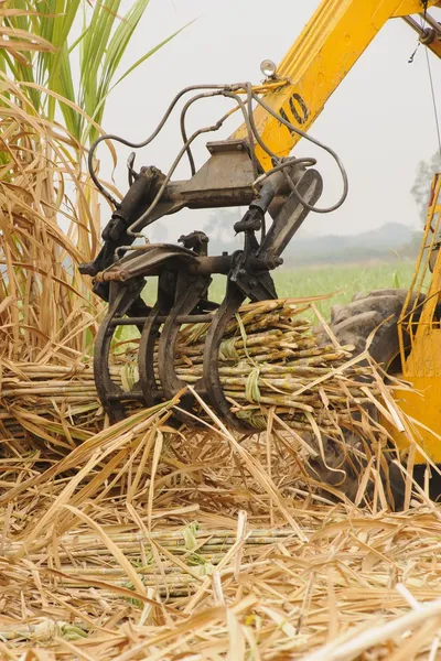 Machine harvest sugarcane. — Stock Photo, Image