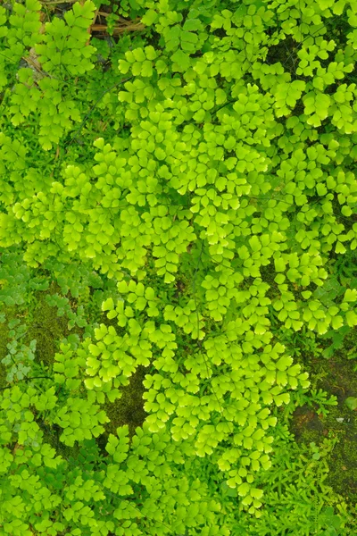 Zelené kapradí závěsu. — Stock fotografie