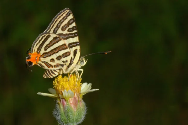 Farfalla su piccolo fiore giallo mangiare polline . — Foto Stock