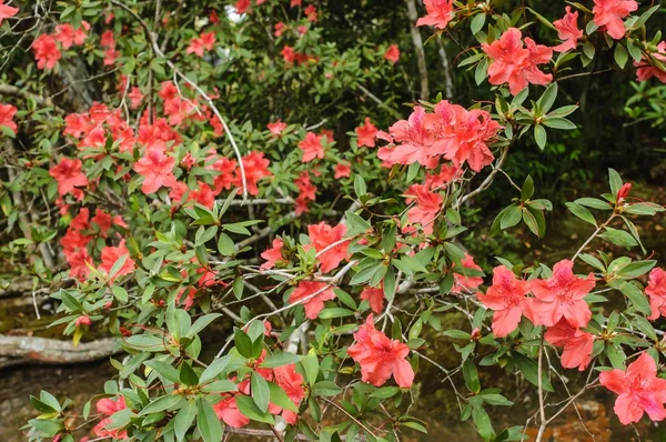 Růže tisíciletí (rhododendron arboreum subsp. delavayi), phukrad — Stock fotografie