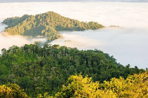 View point wetlands sea fog on the hill. — Stock Photo, Image