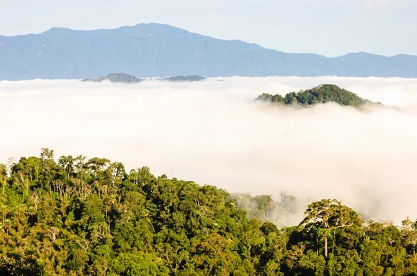 View point wetlands sea fog on the hill. — Stock Photo, Image