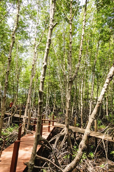 Dřevěný chodník kolem mangrovových lesů. — Stock fotografie