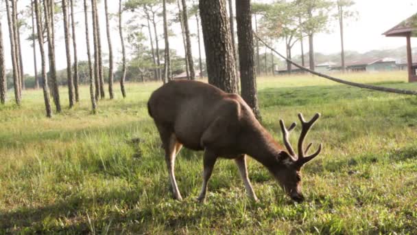 Deer graze in a field near camp. — Stock Video