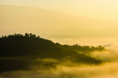 a természet, a fény és a köd rainfores.
