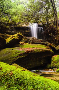 yosun kaplı kaya wallter yakınındaki rainsforest düşüş.