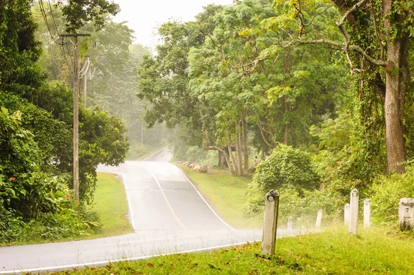 Straße im Regenwald. — Stockfoto