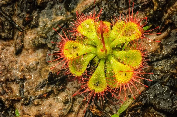 Drosera Tokaiensis Плотоядные растения, которые едят насекомых . — стоковое фото