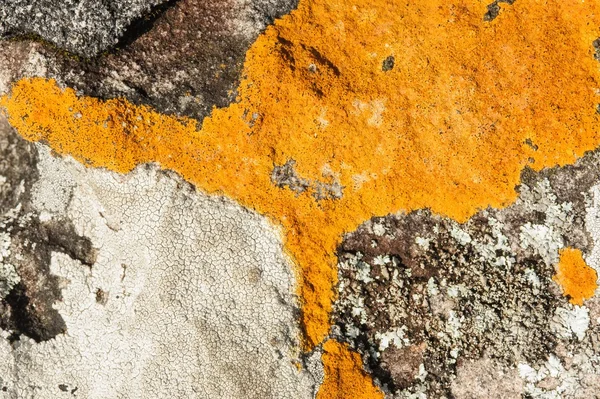 Close-up orange lichen on stone. — Stock Photo, Image