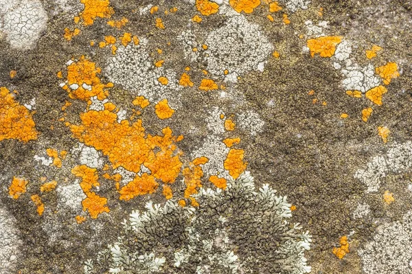 Оранжевые лишайники в тропических лесах . — стоковое фото