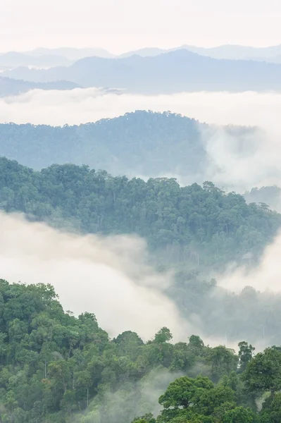 Névoa bonita na floresta tropical . — Fotografia de Stock