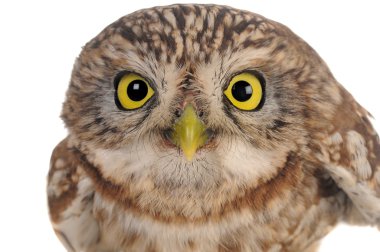 Beyaz arkaplandaki kuş