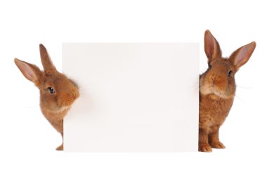 Two rabbit clipart