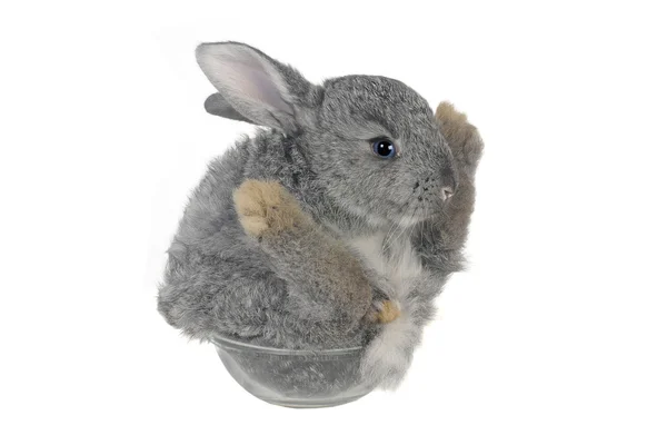 Gray rabbit — Stock Photo, Image