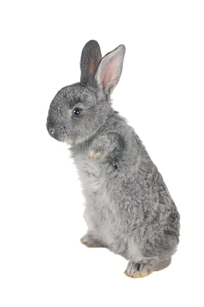 Серый кролик — стоковое фото