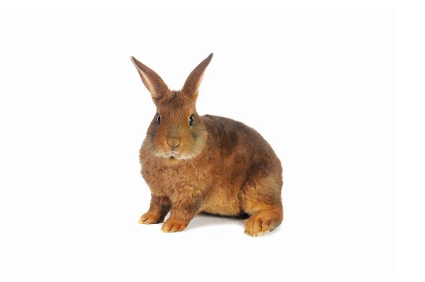 Brun kanin — Stockfoto