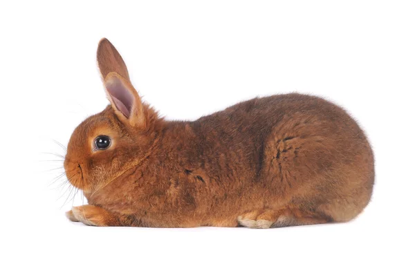 Brown Rabbit — Stock Photo, Image