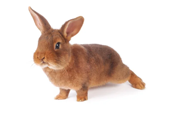 Brown Rabbit — Stock Photo, Image