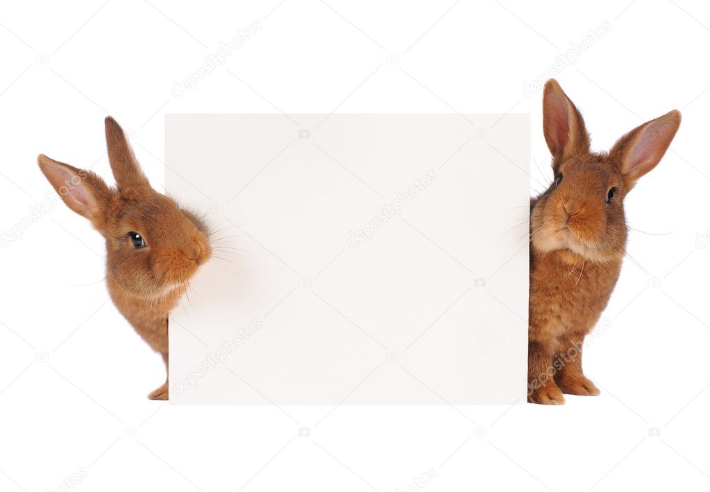 Two rabbit