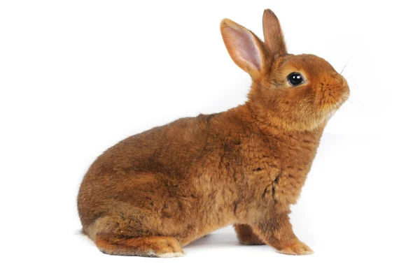 Rabbit — Stock Photo, Image