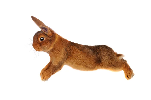 Bruin konijn — Stockfoto