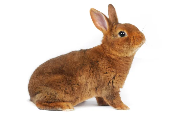 Brown Rabbit — Stock Photo, Image