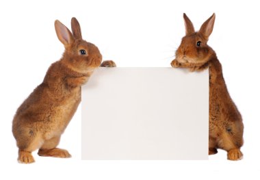 two rabbit clipart