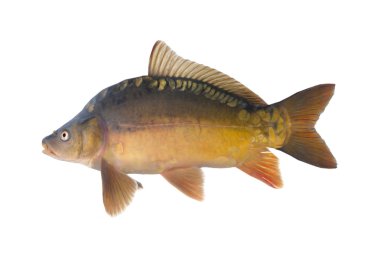 Common carp. clipart