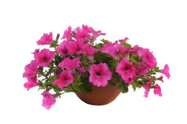 pembe çiçekli
