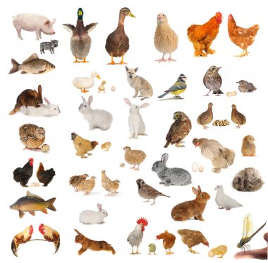 Yetişkin bıldırcın beyaz arkaplanda izole edildi