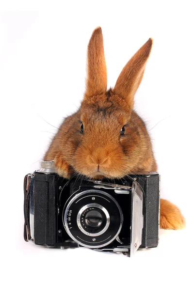 갈색 토끼 — 스톡 사진