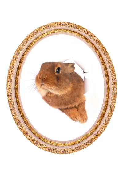 Conejo marrón —  Fotos de Stock