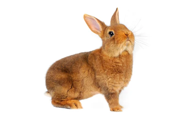 Coniglio bruno — Foto Stock