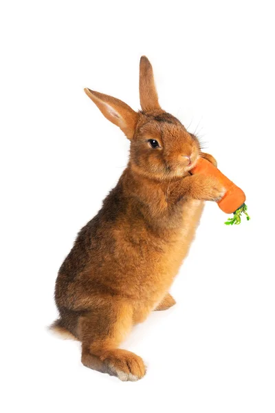 Brown rabbit — Stock Photo, Image