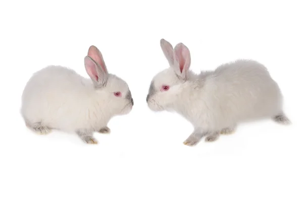 两只兔子 — 图库照片