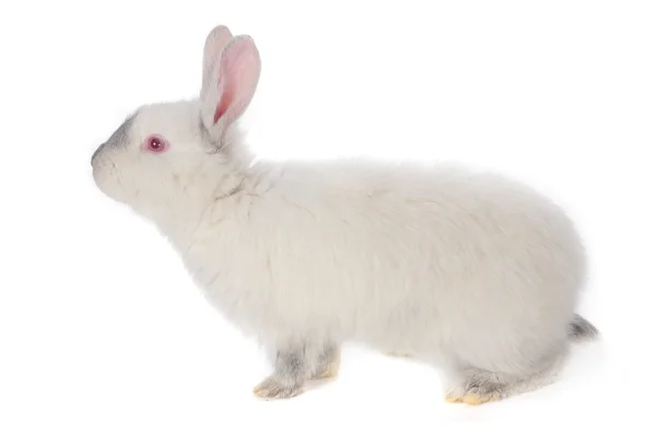 Rabbit — Stock Photo, Image