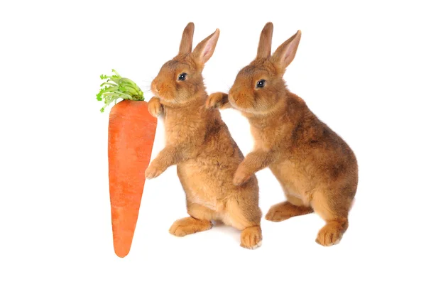 Rabbit — Stock Photo, Image