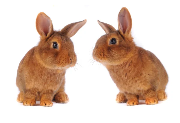 Brown Rabbit — Stock Photo, Image