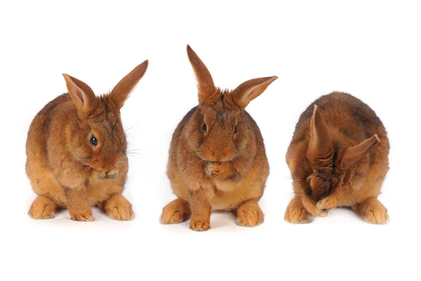 Brown Rabbit — Stock Photo, Image